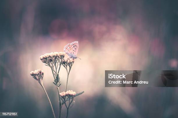 Common Blue Butterfly Stock Photo - Download Image Now - Animal, Animal Wildlife, Beauty