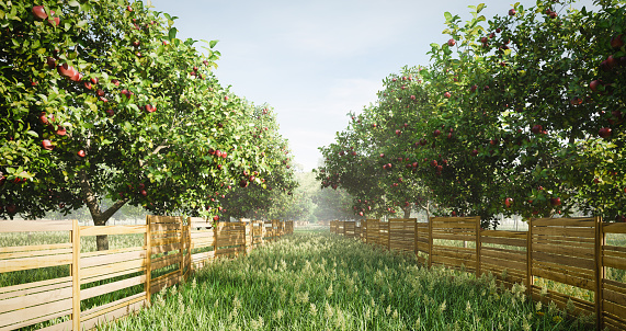 Digitally generated idyllic orchard scene with apple trees, wild grass and long wooden fence. There are also many other fruit trees in this scene/area.\n\nThe scene was rendered with photorealistic shaders and lighting in Autodesk® 3ds Max 2019 with V-Ray 3.7 with some post-production added.