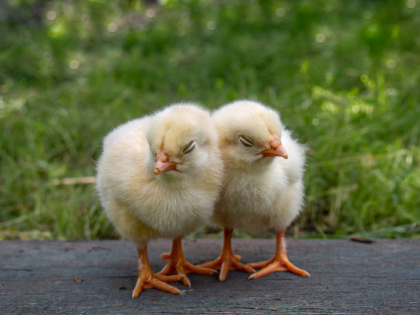 istock Two little yellow chickens on natural background. 1157121370