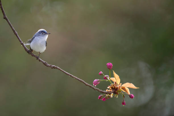 istock Blu-gray Gnatcatcher and Blossoms 1157122549