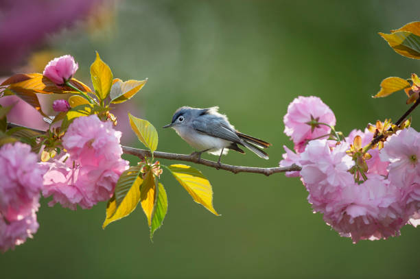 istock Blue-gray Gnatcatcher and Pink Blossoms 1157122631