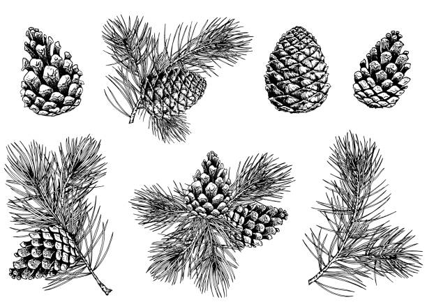Collection of pine branches and cones. Pine branches and cones. Hand drawn vector illustration. Isolated elements for design. fir tree illustrations stock illustrations