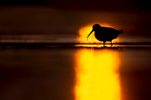 A Dunlin stands in the shallow water with a water drop falling from its beak as it is silhouetted in the sun reflecting in the water.