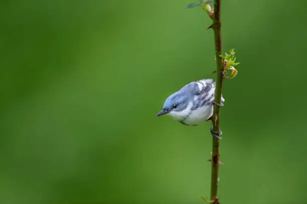 A blue and white Cerulean Warbler clings to a vertical thorny perch with a smooth green background in soft light.