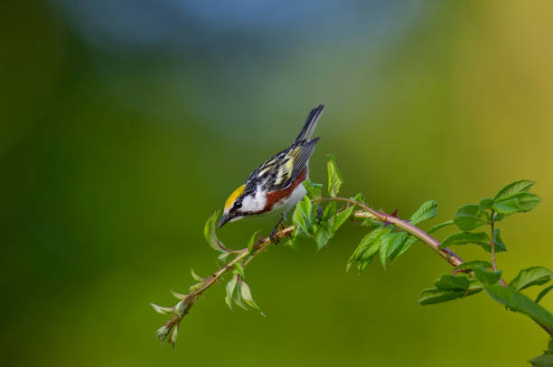 istock Colorful Chestnut-sided Warbler 1157123051