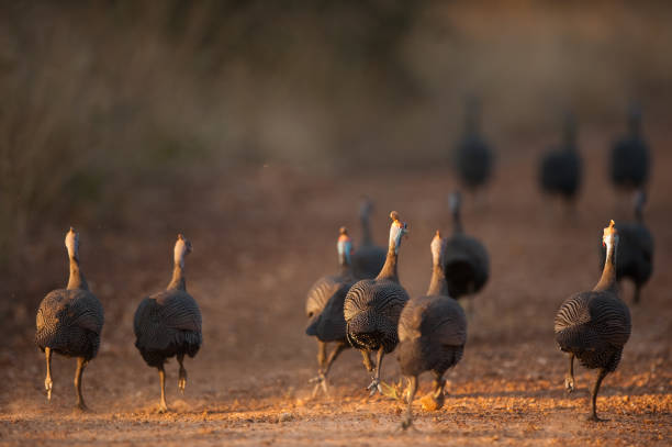 Helmeted guineafowl running away