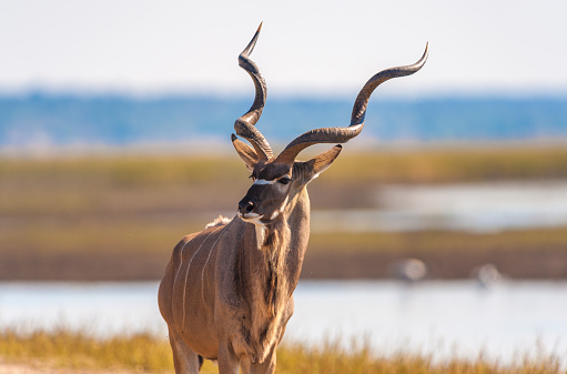 Kudu (Tragelaphus strepsiceros) in Chobe National Park