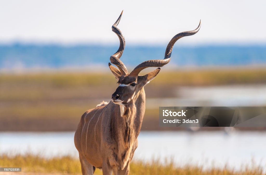 Kudu bull Kudu (Tragelaphus strepsiceros) in Chobe National Park Kudu Stock Photo