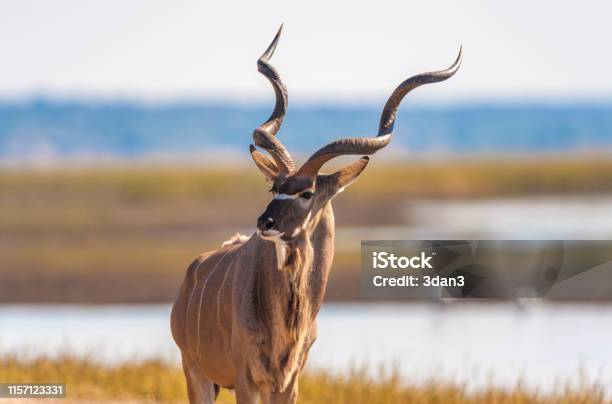 Kudu Bull Stock Photo - Download Image Now - Kudu, Antelope, Animal