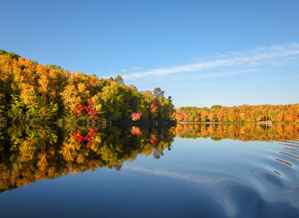 Fall trees on lakeshore, brightly colored leaves. Rural September landscape.