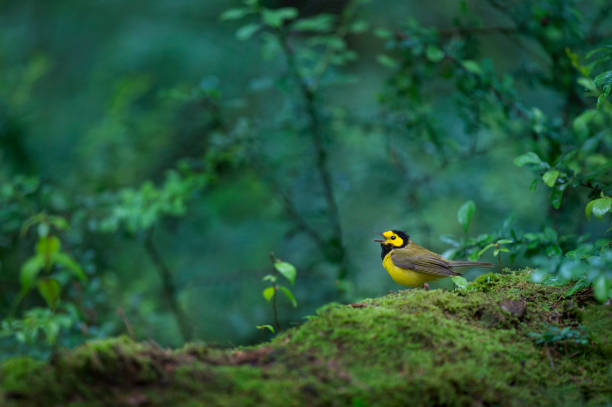 Hooded Warbler Scene stock photo