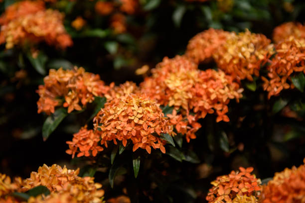 istock Large group of orange colored Ixora 1157125897