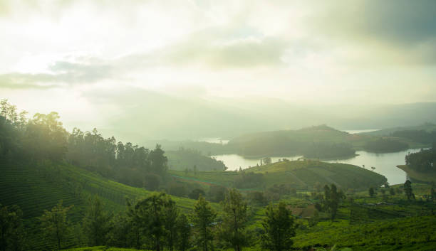 istock Tea Plantation Landscape - South India 1157125909