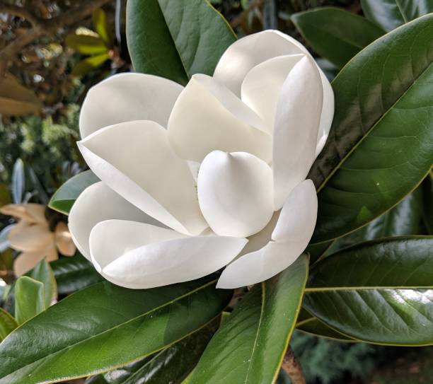 цветение белой магнолии - magnolia southern usa white flower стоковые фото и изображения