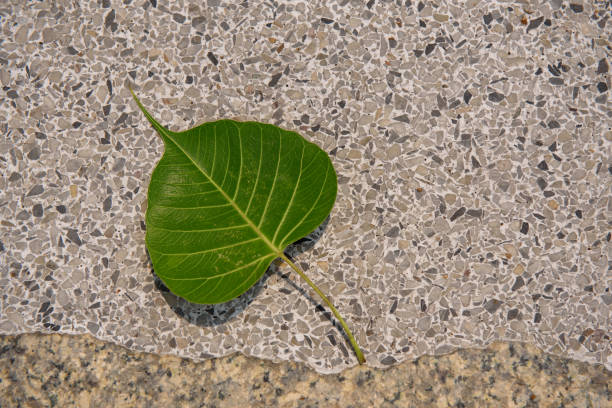 istock Bodhi leaf a sign of good luck 1157126047