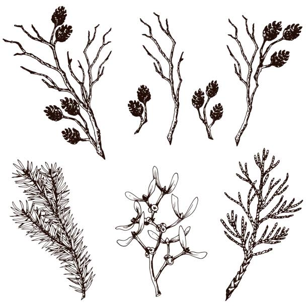 Set of dry twigs, fir branch, thuja, mistletoe and alder cones. Set of dry twigs, fir branch, thuja, mistletoe and alder cones. Hand drawn vector illustration. alder tree drawing stock illustrations