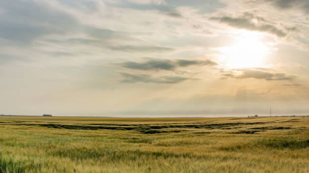 istock Wheat harvest destroyed by a thunderstorm. Morning summer landscape 1157126362