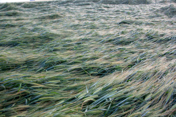 A close-up shot of wheat stalks blowing in the wind against a blurred sky background. The abstract effect captures movement and the beauty of a wheat field in a breezy, natural setting.