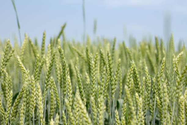 istock Wheat field in early summer, green wheat spoon 1157126418