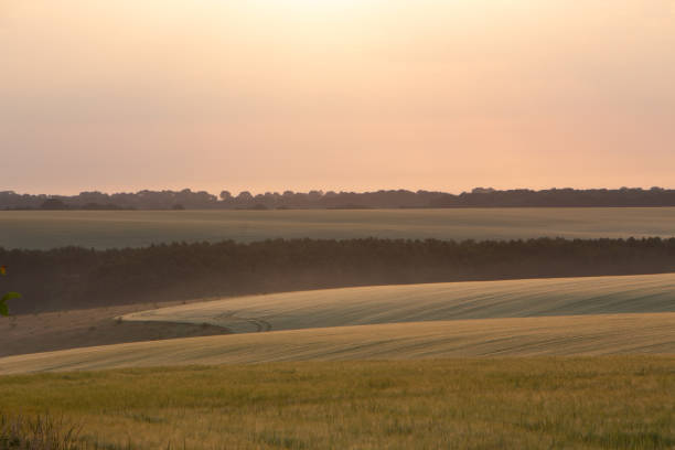 istock Wheat field in early summer, green wheat spoon 1157126445