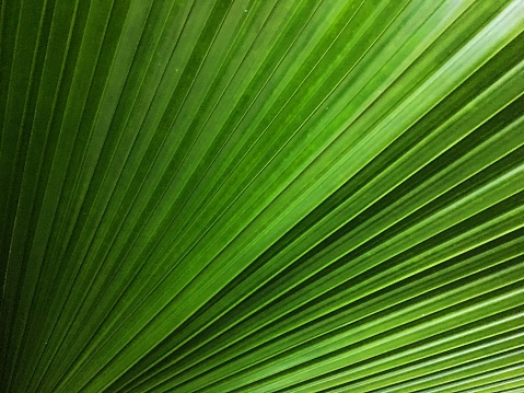 Horizontal closeup photo of bright green fronds from a palm tree lit up by tropical sunshine.