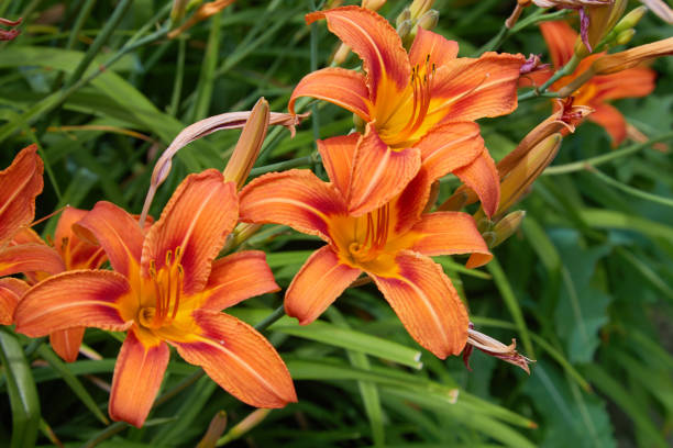 istock Plenty of Orange lilium 1157127292