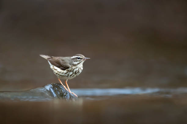 Louisiana Waterthrush on a River Rock stock photo