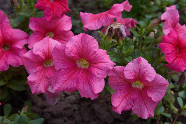istock pink petunia flowers 1157128054