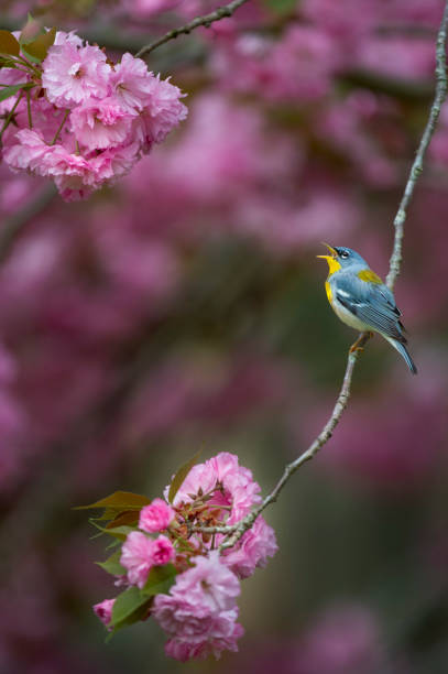 A colorful Northern Parula perched on a branch full of bright pink cherry blossoms with a colorful pink background.