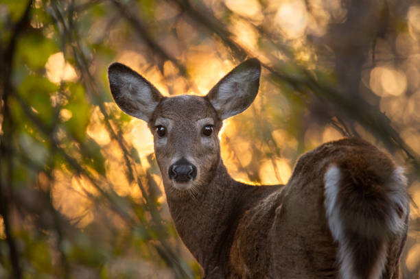 Whitetail Deer Ablaze stock photo