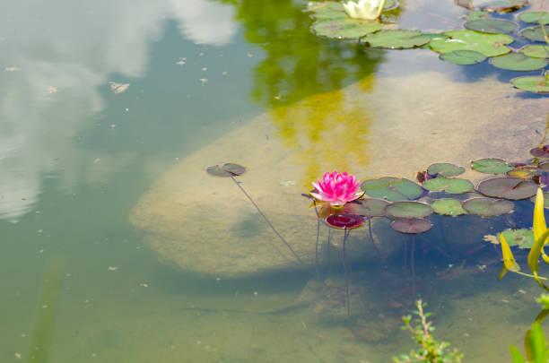 istock Lotus or water lily 1157128184