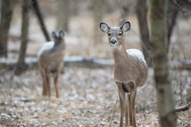 istock Whitetail Doe in the Snow 1157128347