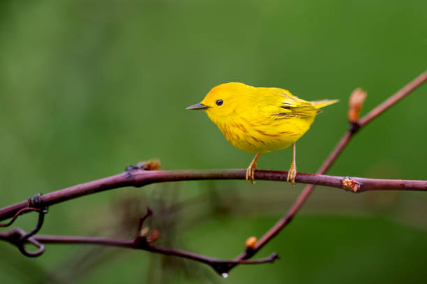 istock Yellow Warbler Portrait 1157128431