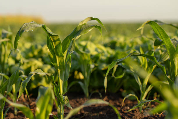 istock Young shoots of corn, close-up, selective focus 1157128720