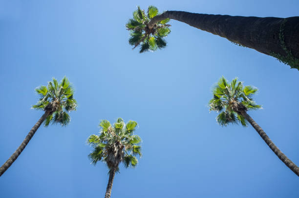 istock High palm trees against blue sky 1157129762