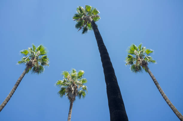 istock High palm trees against blue sky 1157129769