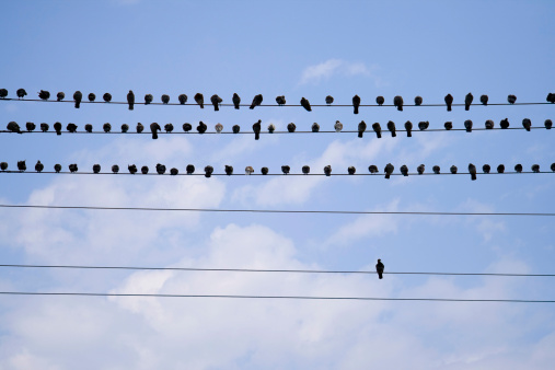 Pigeons on a telephone wire.