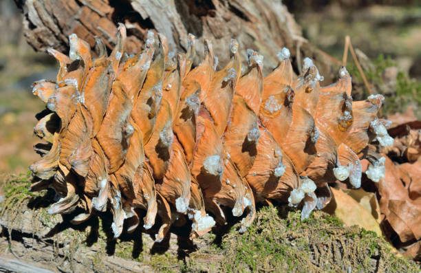 cone of cedar pine (pinus koraiensis) 5 - cedrine imagens e fotografias de stock