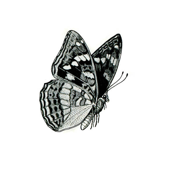 istock Butterfly antique french insect natural history illustration 1157132030