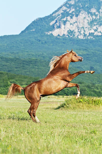 istock arabian horse rearing on the meadow 115713221
