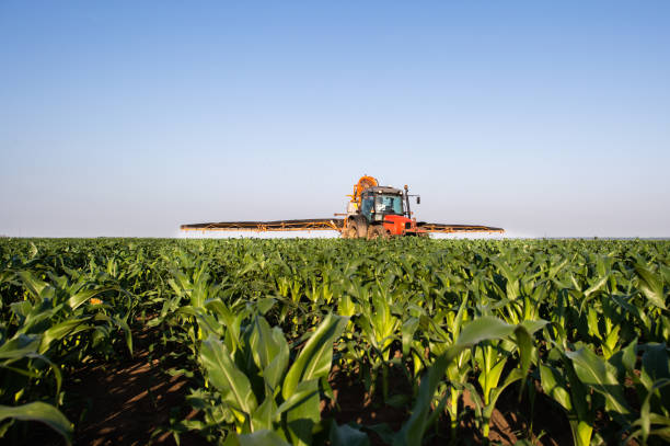 istock Tractor spraying pesticides on corn field  with sprayer at spring 1157133299
