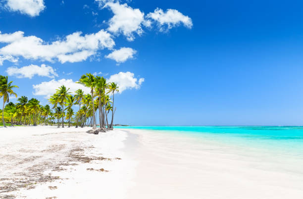 istock Coconut Palm trees on white sandy beach. 1157133374
