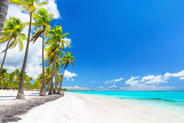istock Coconut Palm trees on white sandy beach. 1157133375