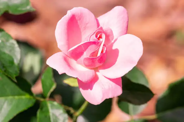 Macro photo nature pink rose. Texture background blooming flower pink rose. Images of rose flower with pink buds.