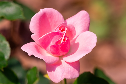 Pink Rose flower