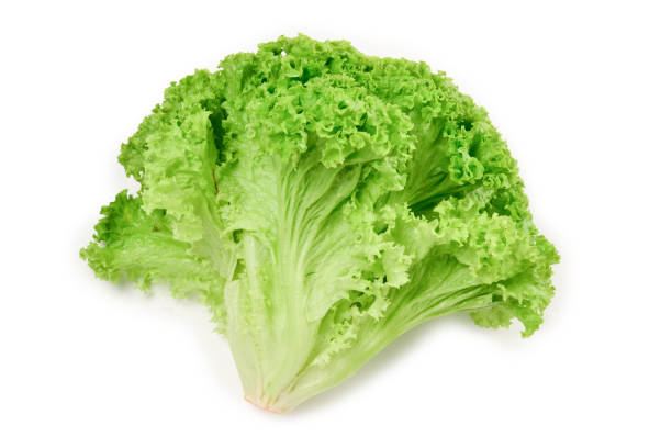 istock Iceberg lettuce isolated on white background. 1157133783