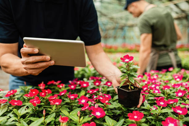 istock Unrecognizable greenhouse worker examining flowers and using digital tablet. 1157134688