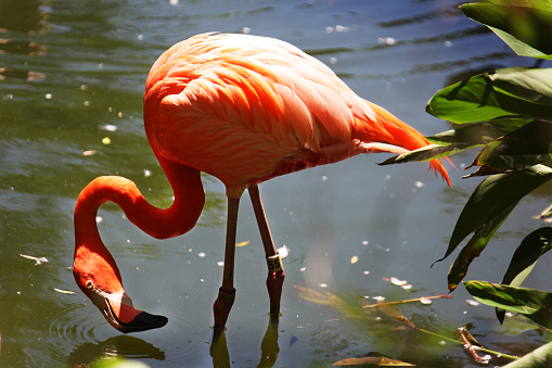 A flamingo stands in the water