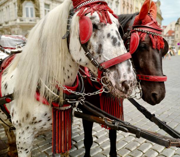 istock Horse and Carriage 1157135956