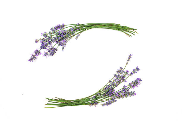 fleurs de lavande d'isolement sur le fond blanc. - lavender isolated lavender coloured environment photos et images de collection